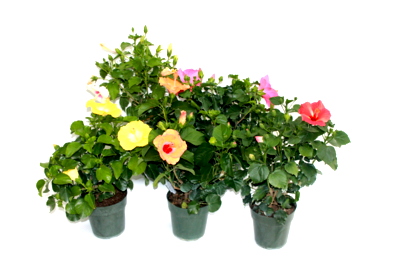 Assortment Bush